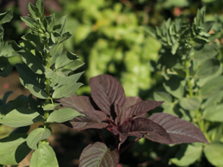 Plantas Medicinales